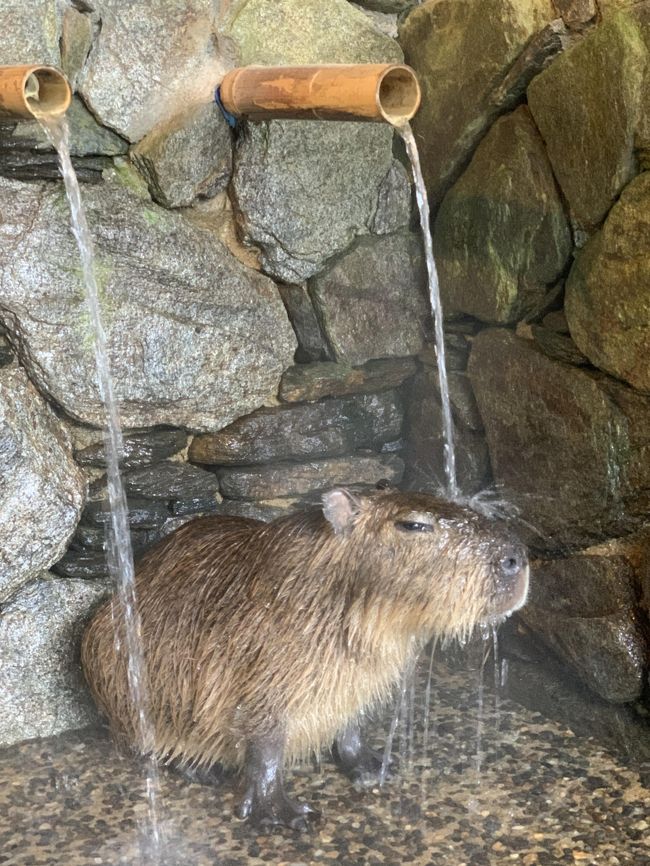 コロナウイルスでハウステンボス休園(TT) 佐世保・長崎2泊3日 ☆2日目☆