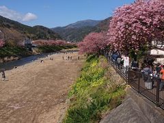 河津桜・みなみの桜・修善寺梅林　早春の伊豆半島ぐるっと満喫決定版・１