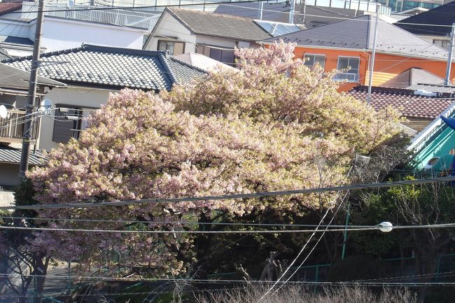 　横浜では先月（2月）20日には河津桜が満開（https://4travel.jp/travelogue/11601940）であったが、それから半月が経ち、河津桜も散り際となり、見る影もない。それでも上の枝先の花はまだピンク色だ。<br />　いよいよ花見のシーズンだ。<br />　NHKニュース（https://www3.nhk.or.jp/news/html/20200305/k10012315461000.html）では、昨日発表された「ウェザーマップ」のこの春のソメイヨシノの開花予想によると、「最も早いのが横浜市で来週金曜日の今月13日」ということだ。後1週間で桜（染井吉野）が開花するのだ。これは私の今年の予想（https://4travel.jp/travelogue/11602971）に合うものである。<br />　しかし、今年の花見は新型コロナウィルスによる感染拡大が続いており、どうなるのか想像し難い状況だ。<br />（表紙写真は散り際の河津桜）