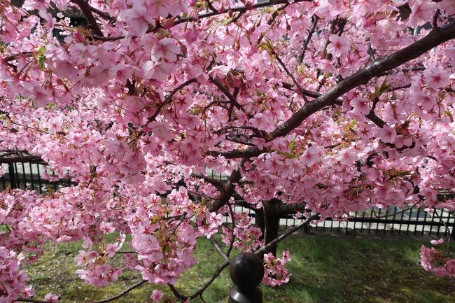 前から行きたかった淀水路の河津桜を見に行きました。今年は咲くの早かったみたいで満開ちょっとすぎたくらいでした。こぢんまりしていいところでした。1時間くらい滞在して帰りました。娘２人と３人で行きました。<br /><br />車は、京阪パーキング淀駅前に停めました。割とコインパーキングあります。　<br />http://www.keihan-t.co.jp/kp/yodoekimae.html