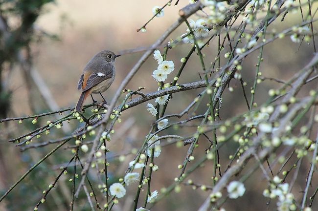 花の季節到来,梅の見頃はもう過ぎていて残念でした。<br /><br />コロナウイルスの影響で博物館は閉鎖、梅祭りや安藤忠雄さんの講演会も中止、それでも自然界は順調に春を迎えています。もうすぐ桜も咲きそうな博物館周辺（近つ飛鳥風土記の丘）でした。<br /><br />奈良の飛鳥は「遠つ飛鳥」といい、大阪・羽曳野市、太子町の二上山西側の山麓一帯を「近つ飛鳥」といい、そのうちのひとつ、一須賀（いちすか）古墳群を史跡公園として整備・保存しているのが、大阪府立近つ飛鳥風土記の丘です。<br /><br />遅めのランチは星乃珈琲で。