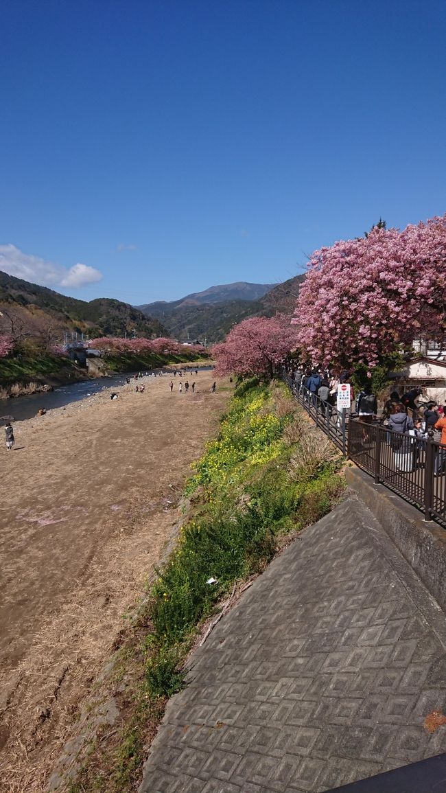 河津桜を見たいと、クラブツーリズムのツアーに参加しました。<br />（いろいろな手配が面倒だったので）<br />満開の桜を堪能してきました！<br /><br />＊また、タイトル長いです。（ツアー会社が付けるタイトル、長いのが多いです）