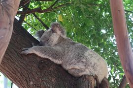 初めての南半球　オーストラリア・シドニーへの旅6日間　その4(フェザーデール動物園~クルーズ）