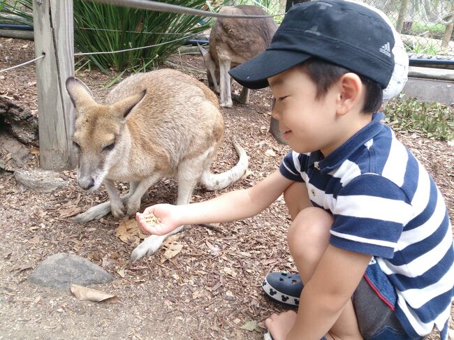 2015年の夏旅行。４歳の子連れなのでフライト時間と時差を考え、動物と触れ合えて、水遊びもでき、大好きな鉄道にも乗れるということで、5泊7日でケアンズに決定。チビペースののんびりした家族旅行です。<br /><br />8/15　20:55関空発　翌日05：05ケアンズ着<br />8/16　市場散策、トロピカルズー<br />8/17　キュランダ観光<br />8/18　グリーン島<br />8/19　ラグーンプール、アサートン高原<br />8/20　街歩き、プール<br />8/21　11:00ケアンズ発　17:10関空着