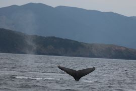 奄美大島の旅（２）～２日目　ホエールウォッチング、名瀬、北西部海岸、嘉鉄～