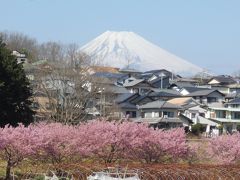 河津桜・みなみの桜・修善寺梅林　早春の伊豆半島ぐるっと満喫決定版・３