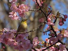 例年より半月ほど早く満開となった河津桜を見に林試の森公園に行って来ました。2020年2月