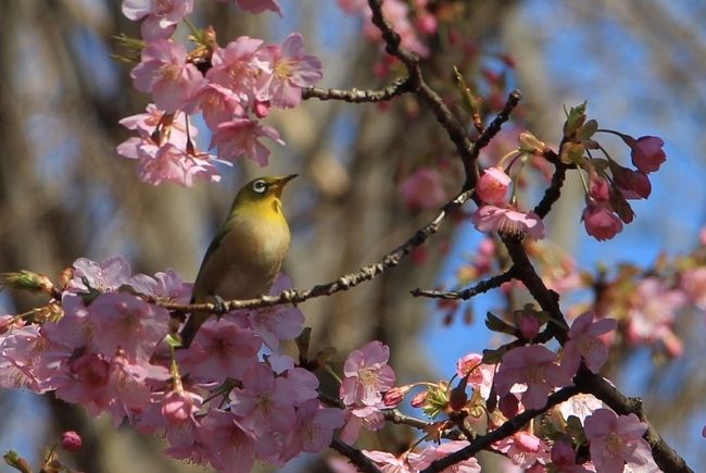 暖冬の影響で例年より半月ほど早く満開となった河津桜を見に林試の森公園に行って来ました。<br />今年もインコやメジロ、ヒヨドリなどが桜の花の蜜を吸いに集まっていました。（今年はインコを上手く撮影できませんでした）<br />表紙はメジロと河津桜