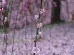 ２０２０年３月　しだれ梅の宴演♪「鈴鹿の森庭園」で春を感じる休日♪