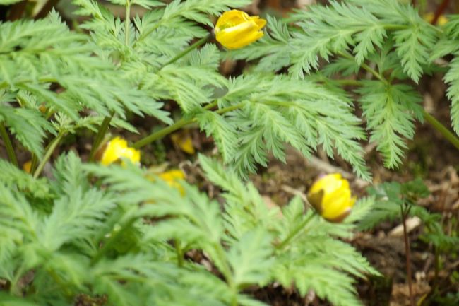 　アジサイが植えられた法面にフキノトウが芽を出し、白い花を咲かせるイチゲ（https://4travel.jp/travelogue/10551437）に似た黄色い花が咲いている。黄花イチゲ（キバナイチゲ）だ。黄花イチゲはヨーロッパの地中海沿岸地域に分布するイチゲの仲間で、春先に黄色い可愛らしい花を咲かせる。先日、日比谷花壇大船フラワーセンター（https://4travel.jp/travelogue/11603337）で咲いていた草花と同じものであろう。しかし、山野に咲く白や薄水色のイチゲは可憐な感じだが、黄花イチゲはやはり園芸品種で艶やかな感じがする。<br />（表紙写真は黄花イチゲ）