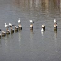 御前崎を経由して花の名所、蓮華寺池公園へ