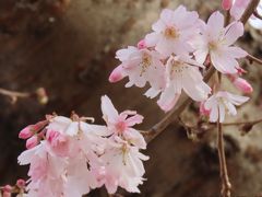 3月7日の冬桜