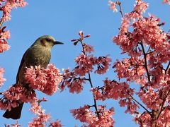寿福寺の満開のオカメ桜2020年3月