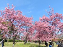 大阪にも河津桜が・・ほんの少しだけど。