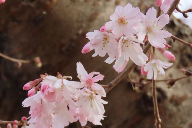 3月7日、午後3時頃にふじみ野市の亀久保西公園に冬桜を見に行きました。　二回目の花がかなり咲いているようでした。<br />今まで小さな花が咲いていた樹も大きな花が咲くようになっていました。　<br /><br /><br /><br />*写真はかなり花の数が増えた冬桜