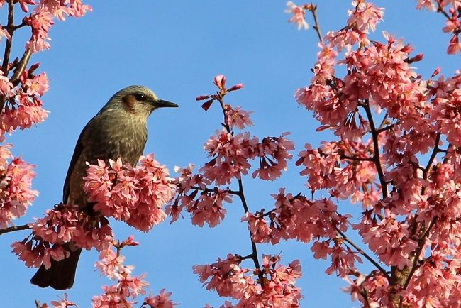 寿福寺の参道に咲くオカメ桜を見に行って来ました。<br />暖冬の影響で開花が早く、既に満開で少し散り始めていました。<br />ヒヨドリやメジロがオカメ桜の蜜を吸いに集まっていました。<br />表紙は、ヒヨドリとオカメ桜