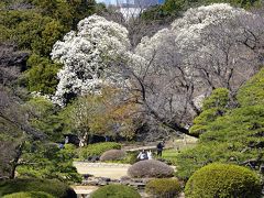 新宿御苑　2020年3月6日