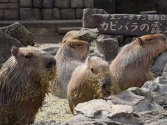 川奈温泉に行ったよ。お魚～カピバラ～リフト～つるし雛～さわやかデビューで伊豆半島北部堪能