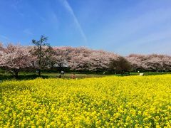 桜と菜の花のコラボ・幸手権現堂堤