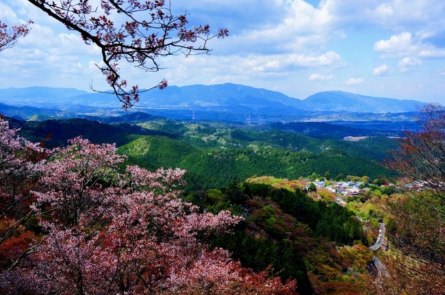 吉野の桜と奈良・世界遺産　③　（吉野山）
