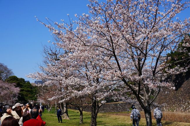 今年（２０２０年）は残念ながら、新型コロナの影響で中止になってしまった、期間限定の皇居の乾通りの一般公開<br /><br />２０１８年の晴れた日に訪れた時の皇居の桜と東京駅丸の内側を散策です