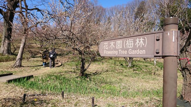 自転車は乗りなれないので公園内でしかサイクリングできません。<br />梅見にはちょっと遅かったけれど満足。<br />疲れた足を帰りの温泉でほぐす。<br />そろそろどこかに飛び出したい気分ですが、今は出国できないし、<br />快晴の公園でとりあえず満足しました。<br />