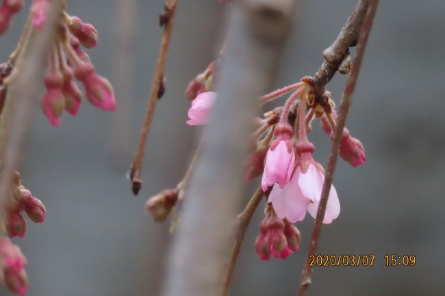 3月7日、午後2時半ごろにふじみ野市の地蔵院を訪問しました。　目的は地蔵院の枝垂桜の開花状況を見るためです。　今年のソメイヨシノの開花が3月中旬と予想されており、今迄の経験では地蔵院の枝垂桜はソメイヨシノに比べて一週間くらい早く開花しているので咲いているのではということで訪問しました。　結果的にはまだ早く、地蔵院の方より、「3月10日頃より開花が見られる」のではということでした。　<br /><br /><br />*写真は3,4輪だけ咲いていた枝垂桜
