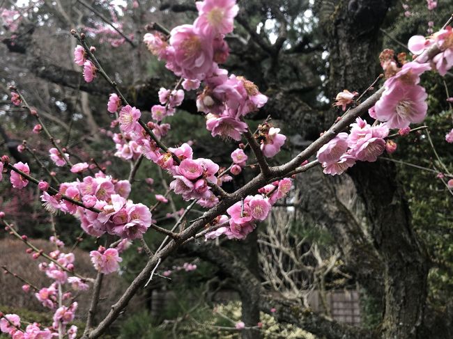 コロナ旋風の吹き荒れる先週末、梅の花が満開の水戸の弘道館、水戸城址、偕楽園を訪れた。偕楽園は二度目、他は初めてである。アクセスは弘道館、水戸城址はJR水戸駅から徒歩10分、偕楽園へは偕楽園駅の目の前であるが、ここは臨時駅でしかも下り側にしかホームがないので東京から来るときは偕楽園駅で下車し偕楽園を先に訪れた方が良い。<br /><br />偕楽園の梅まつりのほとんどのイベントがコロナウィルスのため中止されていることはホームページで知っていたが、水戸駅に降り立って観光インフォメーションが開いていないことに驚かされた。気を取り直して置いてある観光地図だけ手に取って弘道館に向かう。駅前に水戸黄門と助さん、格さんの銅像が立っており、水戸へやってきたことを実感する。10分ほど北へ緩い坂道を行くと陸橋が見えてその右側が水戸城址、左側が弘道館であることがわかり、階段を上ってまず弘道館に向かう。弘道館とは徳川斉昭が創設した一種の総合大学で、当時日本の最先端を行く学校だった。重厚な建物と、さほど広くない庭園を一回りした後、水戸城址へ向かう。<br /><br />水戸家はもちろん徳川御三家の一つ、鎌倉時代に馬場氏が築き、佐竹氏が拡大、江戸の世になって徳川頼房が大改修を行って、御三家にふさわしい城郭とした。現在の城跡には幼稚園、小、中、高校が建てられ、あまり城跡の雰囲気ではない。唯一現存する薬医門は高校の入り口に移設されている。平成に入ってから水戸市が復元に取り組んでおり、2015年には杉山門が、大手門が2020年2月4日に復元、更に二の丸角櫓などの整備工事が進んでいる。恐らくは数年後にはもう少し城跡らしくなっていることだろう。<br /><br />さて偕楽園といえば梅の花、当初の目的は2月～3月の梅の盛りに開催予定だった梅祭りであったが、3月に入ってイベントはほぼすべて中止。それでもあえて出かけたのは、梅の盛りは今週が最後であり、来週には桜が咲きだしてしまうほどの暖冬だからだ。かつて偕楽園を訪れたのは30年以上前だが、日本3名園の兼六園と後楽園ほどの好感はなかった。室町から戦国時代の流行であった山を借景とし池の周りを巡る回遊式庭園ではなく、湖が遠景にあって好文亭から梅園全体を眺めるスタイルである。梅園のみが非常に広く、平坦でドライな造りであるため、梅の花の盛り以外は少々殺風景になる。しかし今回の訪問で、徳川斉昭は領民もここで花見を楽しめるように解放された庭園を造営したことを知り、その意図に共感を覚えた。残念ながら青空の下ではなく、どんよりした曇天ではあったが、満開の梅の花、武家造りの質素な好文亭などの景色をカメラに収めた。