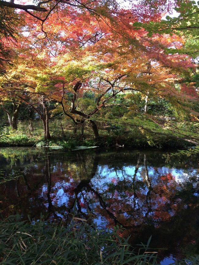 19 九州一周4です。紅葉最高でした。