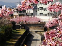 淀水路の河津桜の開花を調べてきました♪