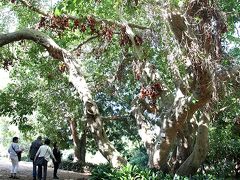 南アフリカ 「カーステンボッシュ国立植物園」