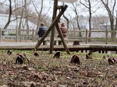 春本番まであと少し♪　３月初旬の低山花探し