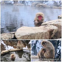 雪の遣いが往く北信の旅　その⑥　完結！　子猿が可愛い！地獄谷野猿公苑～帰路