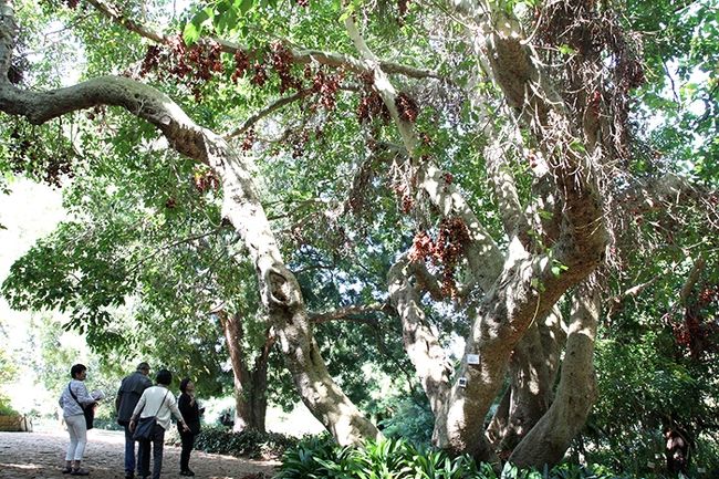 世界遺産「カーステンボッシュ国立植物園」はケープタウンの中心部から１３キロほどのところにある。<br /><br />広大な敷地には珍しい南アフリカ固有の植物が見られ、同じく世界遺産であるテーブルマウンテンが背景に聳え美しい景観であった。