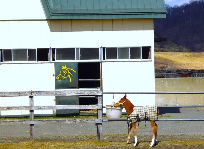 癒されたい一年