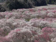 梅が満開ーーー三重県いなべ市農業公園