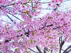 早咲きの河津桜満開のかわいい桜色にほっこり