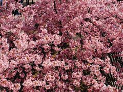 淀水路の河津桜の開花を満喫してきました♪