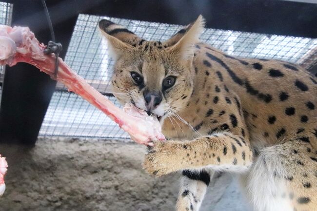 姫路 神戸レッサーパンダ遠征 7 神戸どうぶつ王国中編 アフリカの湿地の動物たちとバードショー ペリカンフライト コビトカバ 神戸 兵庫県 の旅行記 ブログ By まみさん フォートラベル 姫路 神戸レッサーパンダ遠征 7 神戸どうぶつ王国中編 アフリカの湿地の動物たちとバードショー ペリカンフライト コビトカバ 神戸 兵庫県 の旅行記 ブログ By まみさん フォートラベル