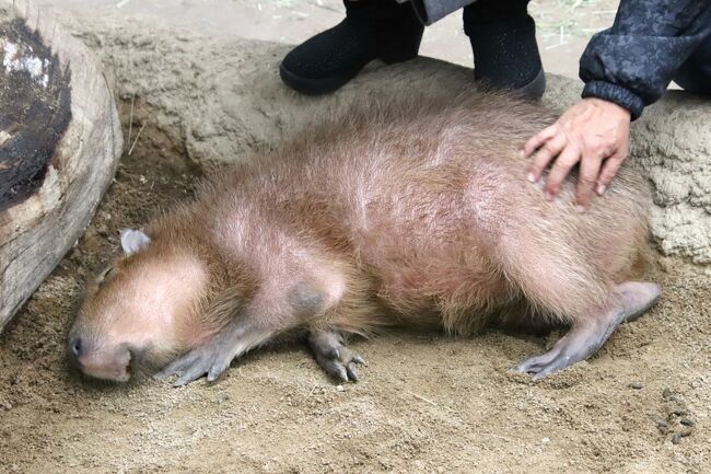 姫路 神戸レッサーパンダ遠征 8 神戸どうぶつ王国後編 今回はゆっくりまわれた熱帯の森と湿地 アクアバレーとアウトサイドパーク 神戸 兵庫県 の旅行記 ブログ By まみさん フォートラベル 姫路 神戸レッサーパンダ遠征 8 神戸どうぶつ王国後編 今回はゆっくりまわれた熱帯の森と湿地 アクアバレーとアウトサイドパーク 神戸 兵庫県 の旅行記 ブログ By まみさん フォートラベル