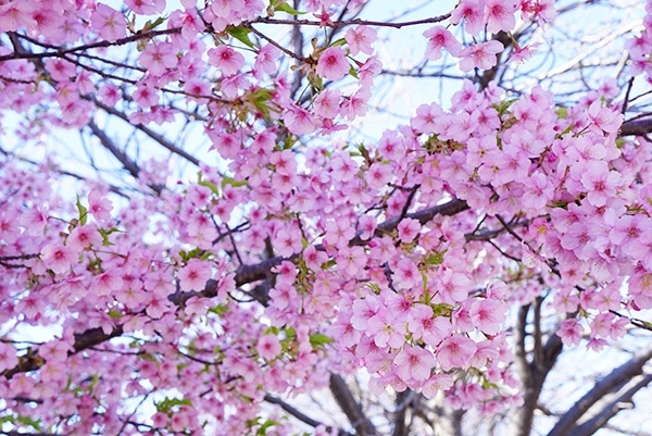 早咲きの河津桜満開のかわいい桜色にほっこり 名古屋 愛知県 の旅行記 ブログ By Nikiminiloverさん フォートラベル