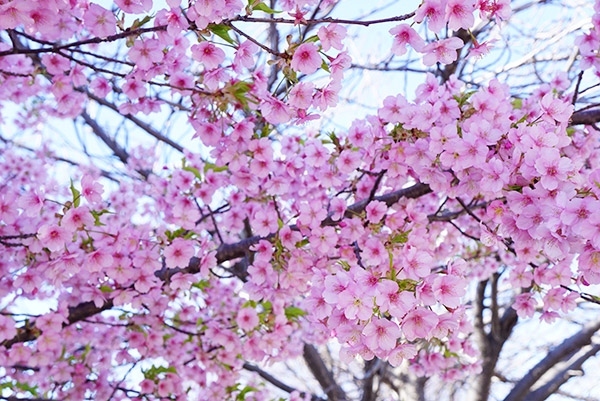 早咲きの河津桜満開のかわいい桜色にほっこり