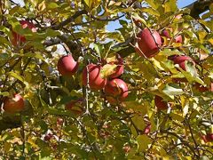 毎年恒例の秋の紅葉巡り＆りんご狩り2019（２）－小諸でのりんご狩りー