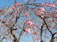 枝垂れ桜が2分咲きです