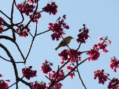 公園の寒緋桜に集まる野鳥