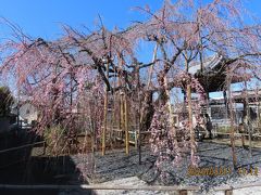 咲き始めた地蔵院の枝垂れ桜