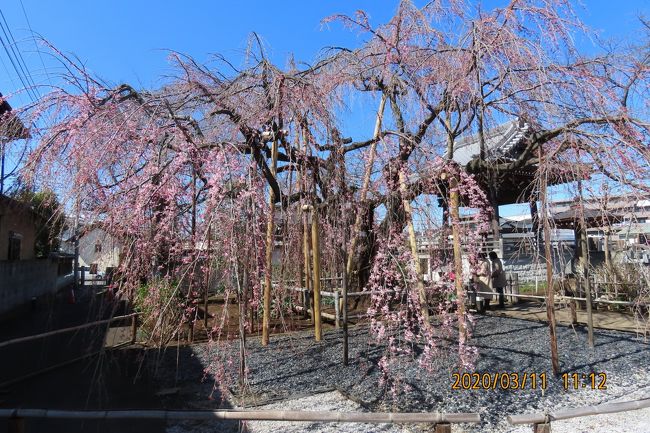3月11日、午前11時15分頃にふじみ野市の地蔵院に行き、枝垂れ桜の開花状況を調べに行きました。開花の具合は2分咲きくらいでした。　今週の終わり頃に満開になる様子でした。　今週が見頃と推定されます。　今年は新型コロナウィルスの件で花まつりは行われないようです。<br /><br /><br /><br />＊写真は美しく咲き始めた枝垂れ桜