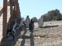 プンタ・トンボでペンギン三昧→ウェールズ人が開拓した町ガイマンでアフタヌーンティー