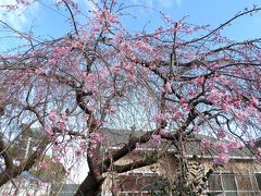 枝垂れ桜が3分咲きになりました
