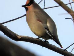 奥須磨公園の野鳥たち